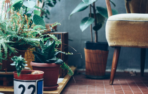 Hardy indoor plants for the forgetful gardener