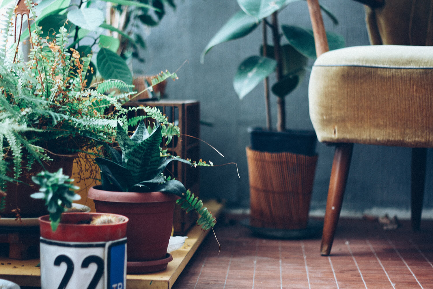 Hardy indoor plants for the forgetful gardener