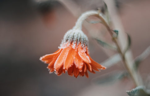 Outdoor Plants that Thrive During Winter