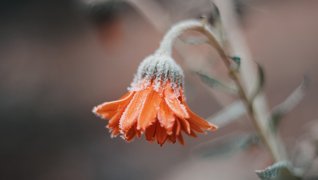 Outdoor Plants that Thrive During Winter