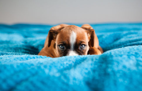 Puppy lying on a blue blanket