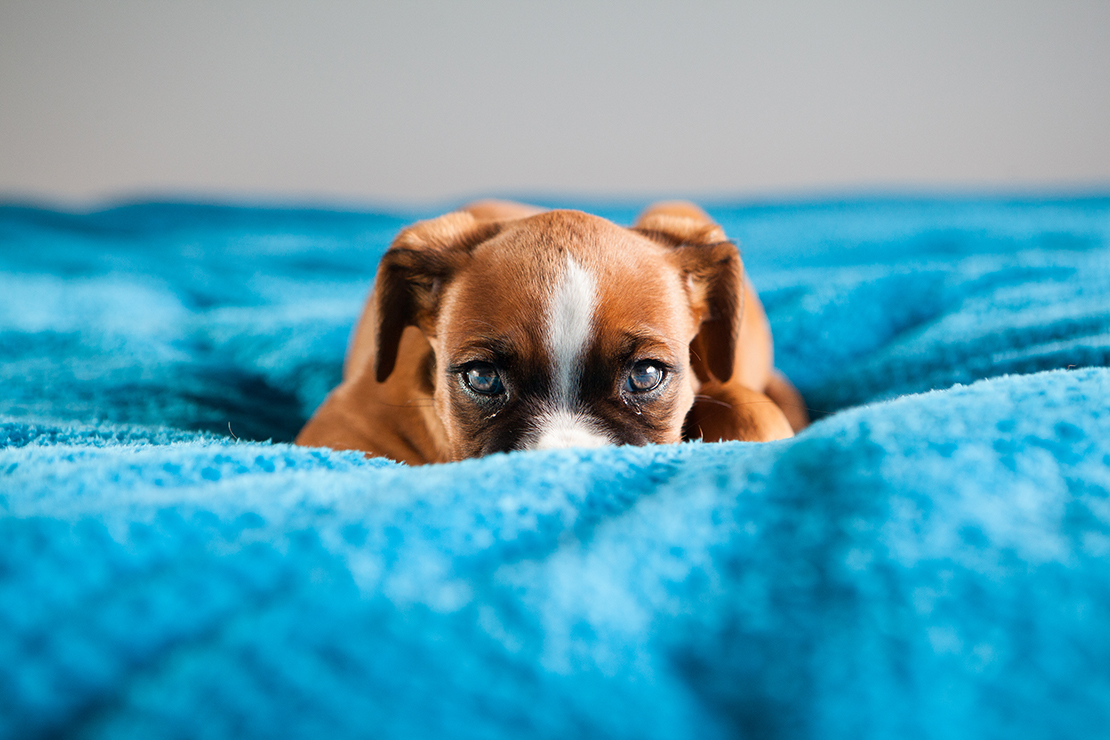 Puppy lying on a blue blanket